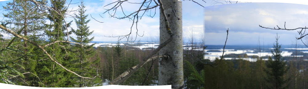View from tree.jpg
